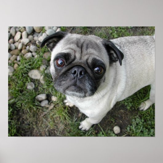 Poster Carlin n Galets Imprimer (Devant)