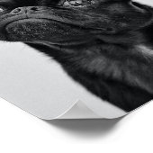 Poster Carlin noir adulte (Coin)