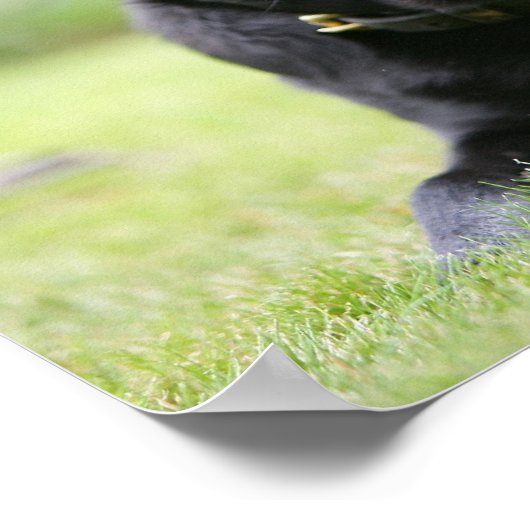 Poster Carlin noir posé (Coin)