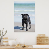 Poster Carlin Noir Sur La Plage (Cuisine)