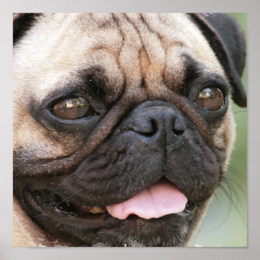 Poster carlin Puppy (Devant)