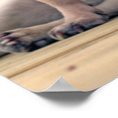 Poster Carlin surf (Coin)