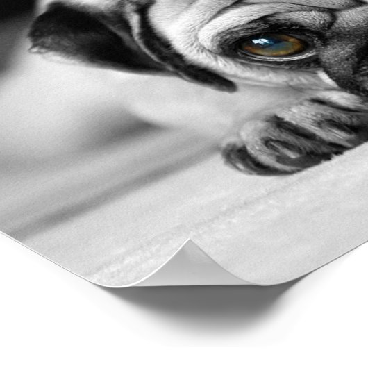 Poster Carlin triste (Coin)