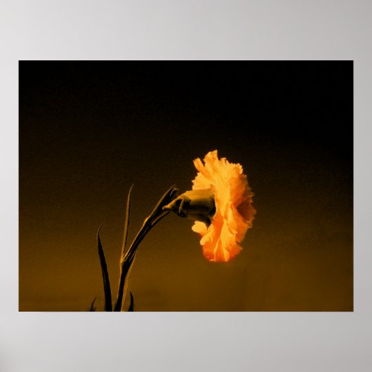 Poster carnation (Devant)