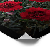 Poster Carnation Dianthus in Red Wall Art par Stan VG (Coin)