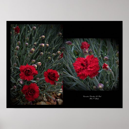 Poster Carnation Dianthus in Red Wall Art par Stan VG (Devant)