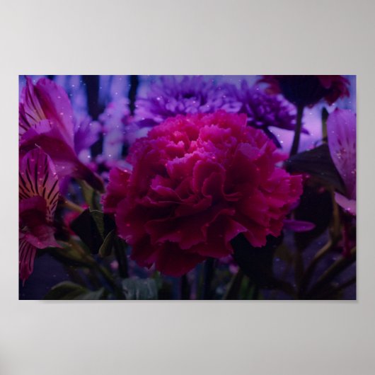 Poster Carnation étincelante (Devant)