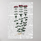 Poster Carnation italienne (Devant)