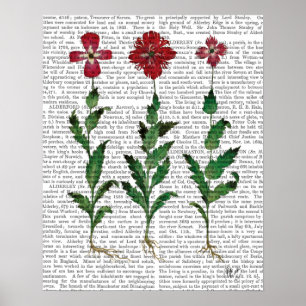 Poster Carnation italienne 1