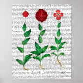 Poster Carnation italienne 2 (Devant)