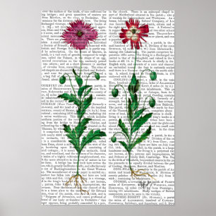 Poster Carnation italienne 3