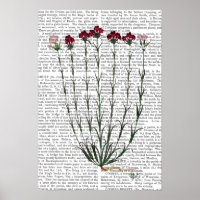 Carnation italienne 4