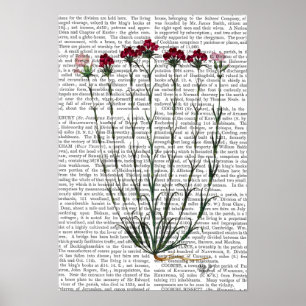 Poster Carnation italienne 4