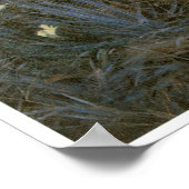 Poster Carnation, Lily, Lily, Rose, John Singer Sargent (Coin)