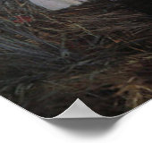 Poster Carnation Lily Rose Sargent Print (Coin)