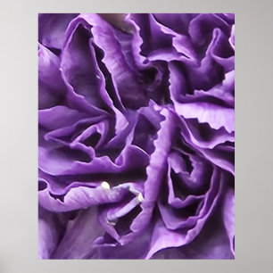 Poster Carnation pourpre