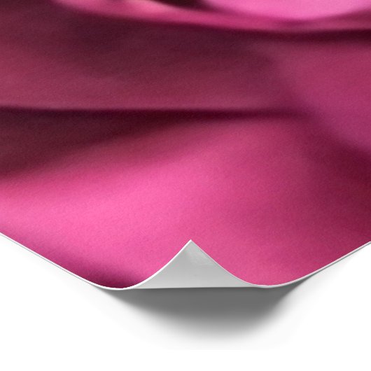 Poster Carnation rose (Coin)