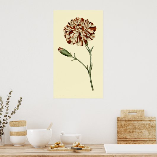 Poster Carnation rose (Cuisine)