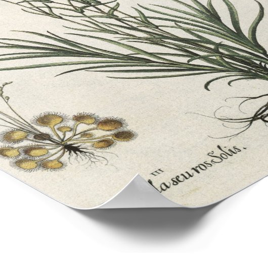 Poster Carnations (Coin)