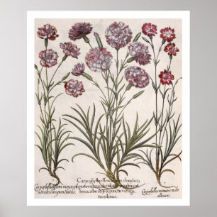 Poster Carnations: 1.Caryophyllus flore majore; 2. Caryop