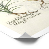 Poster Carnations: 1.Caryophyllus multiplex flore albo; 2 (Coin)