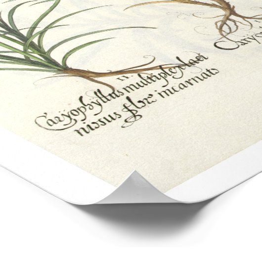 Poster Carnations: 1.Caryophyllus multiplex flore albo; 2 (Coin)