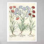 Poster Carnations: 1.Caryophyllus multiplex flore albo; 2 (Devant)