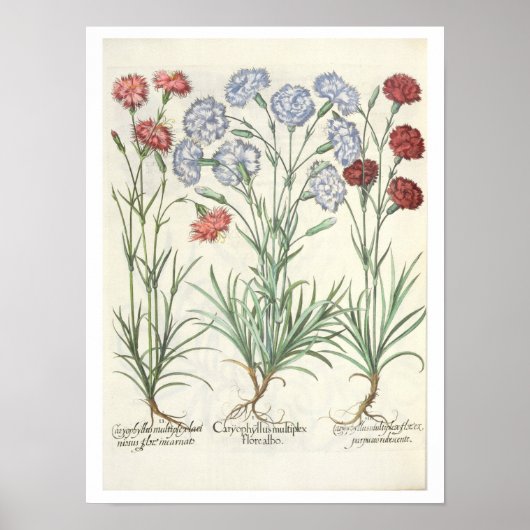 Poster Carnations: 1.Caryophyllus multiplex flore albo; 2 (Devant)