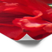 Poster Carnations rouges (Coin)