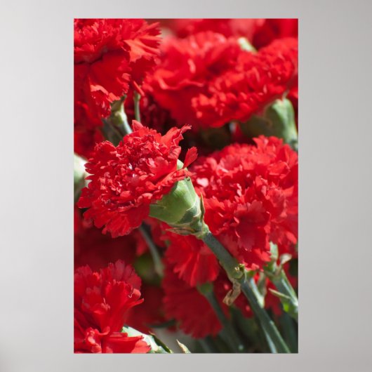 Poster Carnations rouges (Devant)