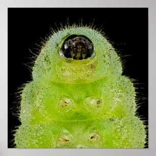 Poster Carner Blue Butterfly Caterpillar