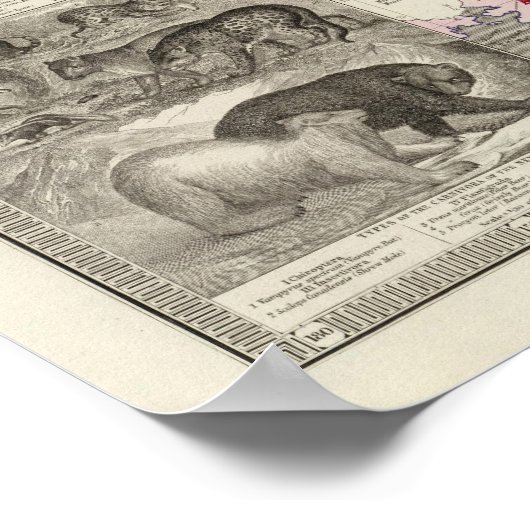 Poster Carnivora (Coin)