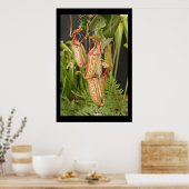 Poster Carnivorous  Plant (Cuisine)