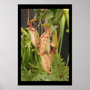 Poster Carnivorous Plant