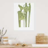 Poster Carnivorous Plant - Sarracenia flava (Cuisine)