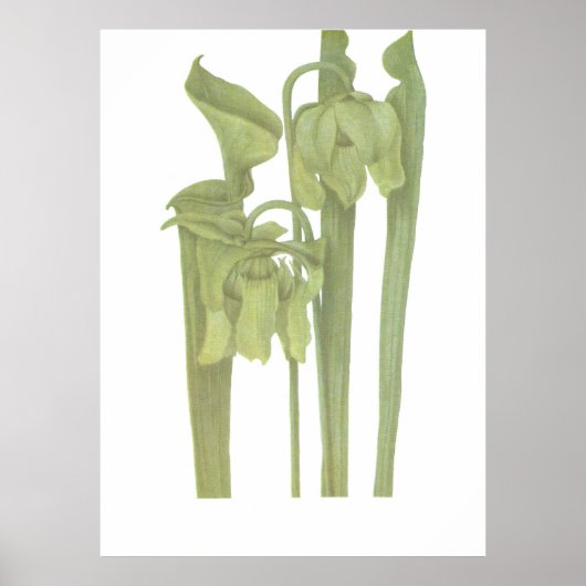 Poster Carnivorous Plant - Sarracenia flava (Devant)