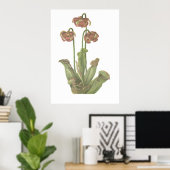 Poster Carnivorous Plant - Sarracenia purpurea (Bureau à domicile)