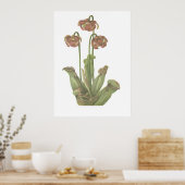Poster Carnivorous Plant - Sarracenia purpurea (Cuisine)