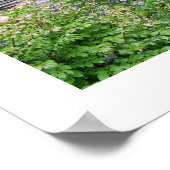 Poster Carolina Cabine (Coin)