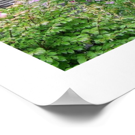 Poster Carolina Cabine (Coin)