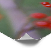 Poster Carolina Chickadee (Coin)