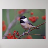 Poster Carolina Chickadee (Devant)