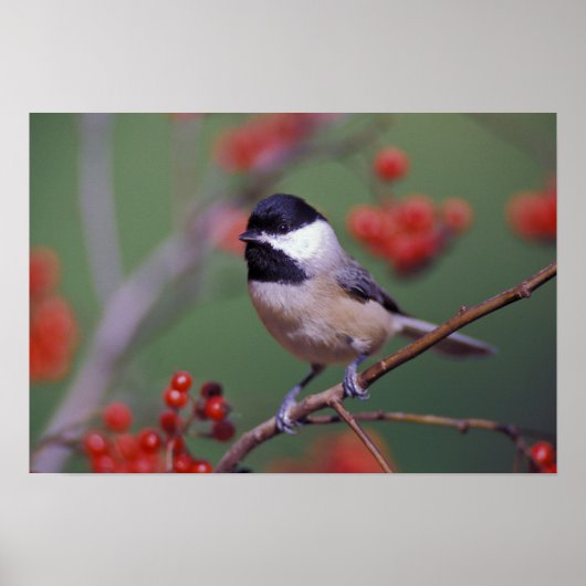 Poster Carolina Chickadee (Devant)