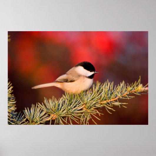 Poster Carolina Chickadee en Cèdre Blue Atlas (Devant)