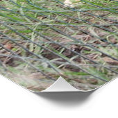 Poster carolina chien plein 2 (Coin)