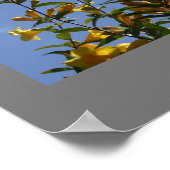Poster Carolina Jasmine (Coin)