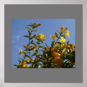 Poster Carolina Jasmine