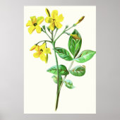 Poster Carolina Jasmine Botanique Art (Devant)