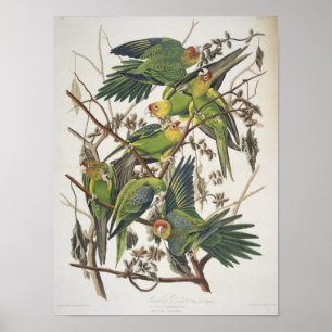 Poster Carolina Parakeet, de 'Birds of America', 1829