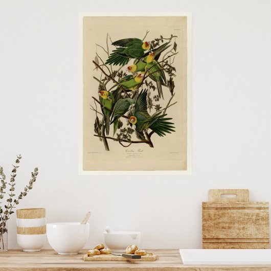 Poster Carolina Parrot (Cuisine)